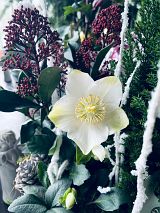 Pflanzenmarkt Bohnsdorf in Berlin TreptowKöpenick