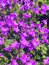 Pflanzenmarkt Bohnsdorf in Berlin TreptowKöpenick