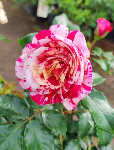 Pflanzenmarkt Bohnsdorf in Berlin TreptowKöpenick