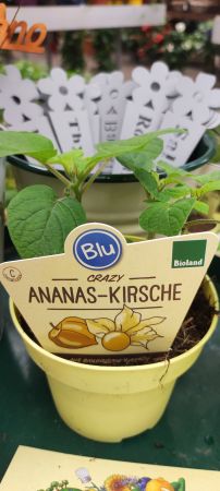 Ananas-Kirsche