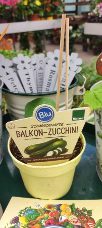 Balkon-Zucchini