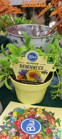 Bienenweide