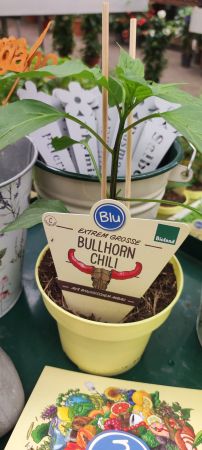 Bullhorn-Chili