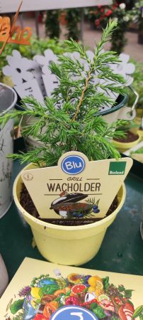 Grill-Wacholder