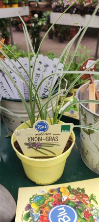 Knoblauch-Gras
