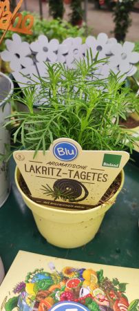 Lakritz-Tagetes