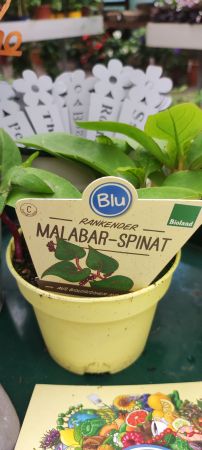 Malabar-Spinat
