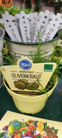 Olivenkraut