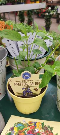 Pfeffer-Salbei