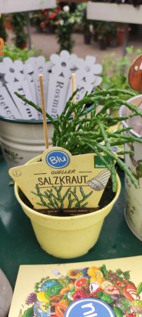 Salzkraut