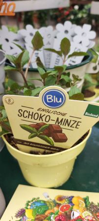 Schoko-Minze