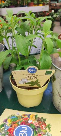 Stevia