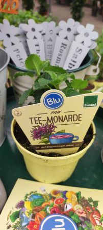 Tee-Monarde
