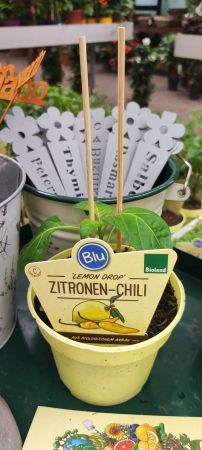Zitronen-Chili