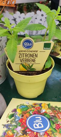 Zitronen-Verbene
