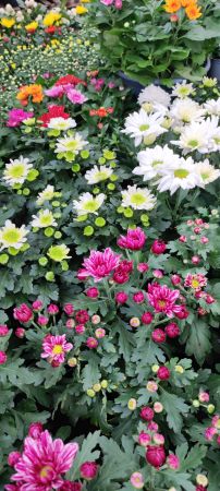 bunte Chrysanthemen
