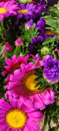 Sommerastern