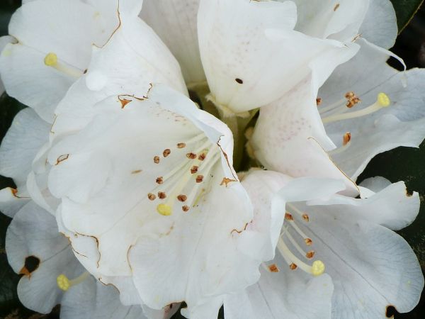 Rhododendron Queen Bee