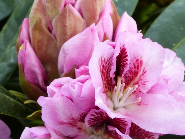 Rhododendron Rasputin