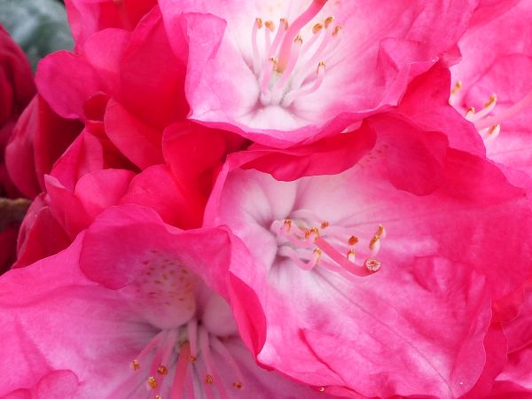 Rhododendron yak. Fantastica
