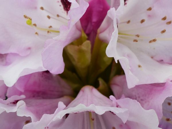 Rhododendron yak. Sneezy