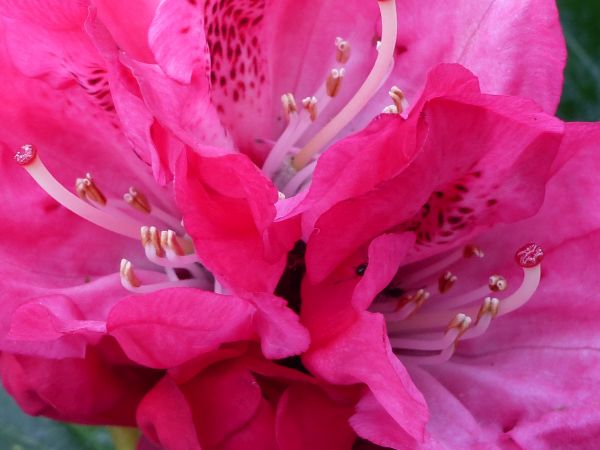 Rhododendron yak. Morgenrot