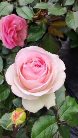 Romantica Rose Eden Rose