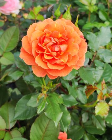 Westerland