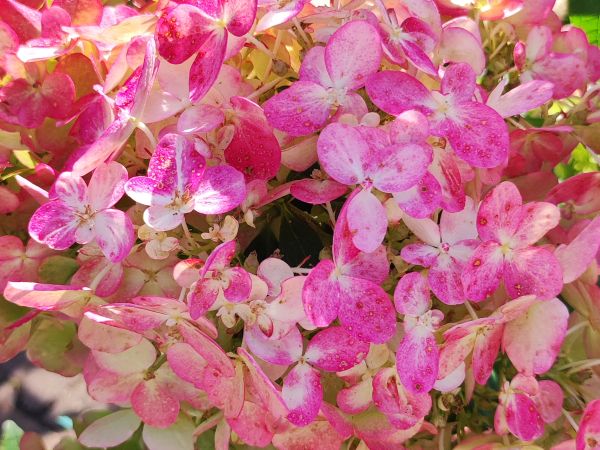 Rispenhortensie rosa