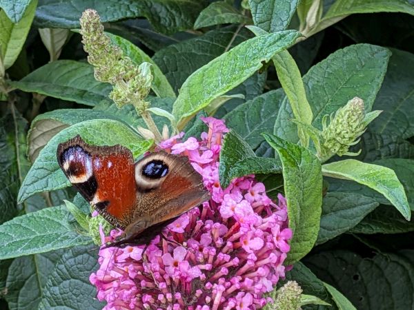 Sommerflieder