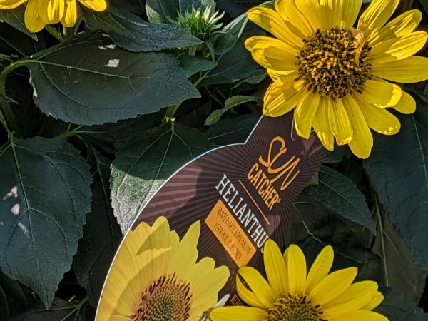 winterharte Sonnenblume