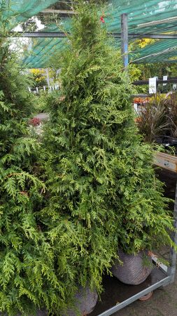 Heckenpflanzen Thuja brabant Ballenware