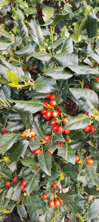 Ilex