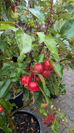 Zierapfel