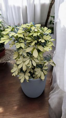 Schefflera