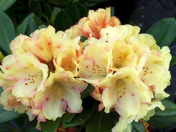 Rhododendron Goldbukett