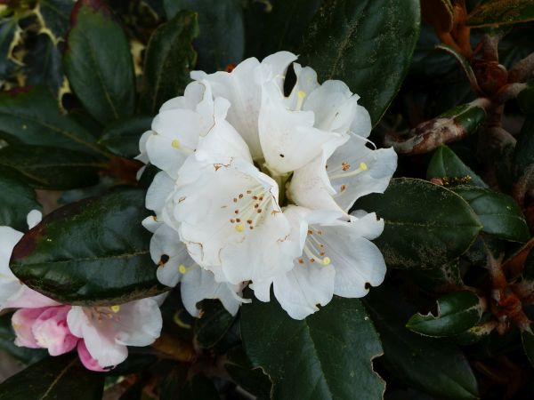 Rhododendron Queen Bee