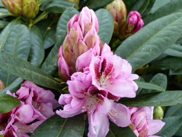 Rhododendron Rasputin