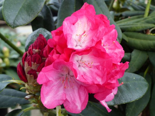 Rhododendron yak. Fantastica
