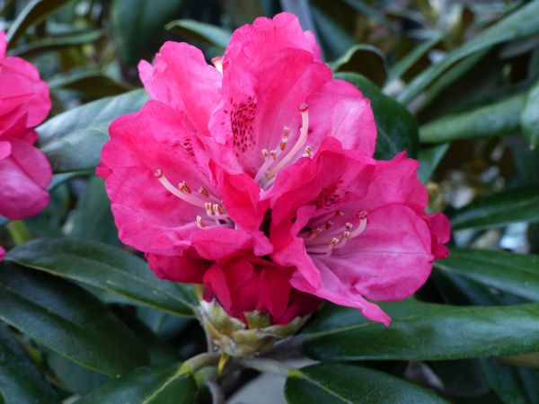 Rhododendron yak. Morgenrot