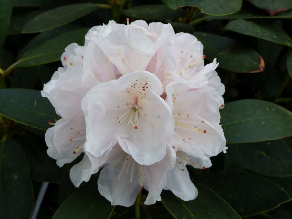 Rhododendron yak. Schneekrone