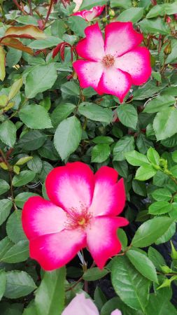 Strauchrose Pretty Famillie