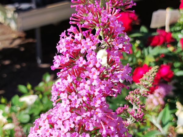 Sommerflieder - Pink Panther