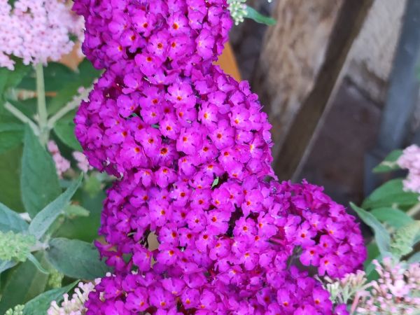 Sommerflieder - Royal Red