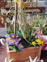 bepflanzte Holzkiste mit Primeln, Hornveilchen, Tulpen