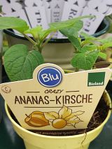 Ananas-Kirsche