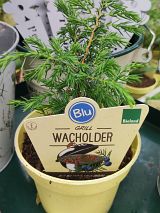 Grill-Wacholder