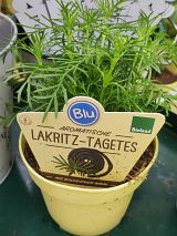 Lakritz-Tagetes