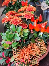 bepflanzte Schale mit Chrysanthem u. Zierpaprika