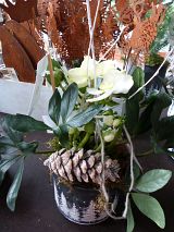 Christrose